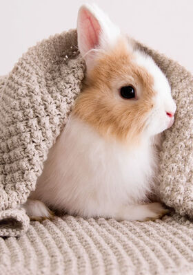 ПОКРЫВАЛО Cool Wool Baby от Lana Grossa